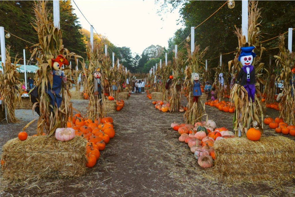 Campo di Zucche con spaventapasseri a tema Halloween