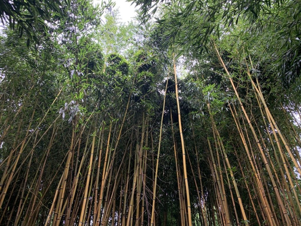 Alte canne di bambù viste dal basso, che coprono quasi interamente il cielo
