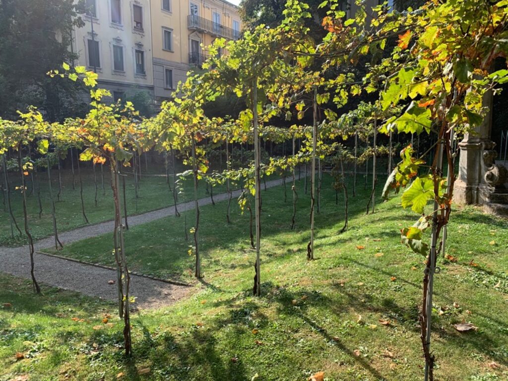 Filari di viti in un giardino