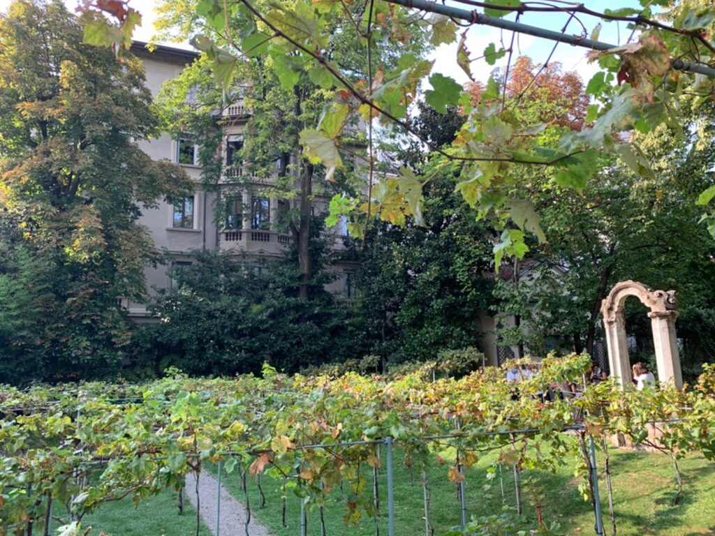 Vigna nel giardino di un palazzo